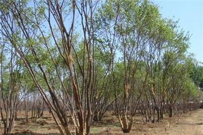 河北丛生五角枫市场高涨，价格急待调整