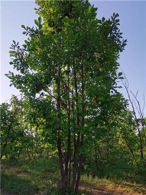 高度900厘米丛生蒙古栎
