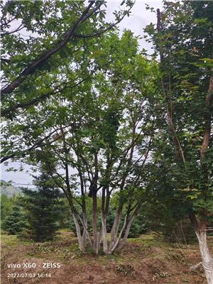 高度700厘米丛生蒙古栎描述|价格|动态|图片