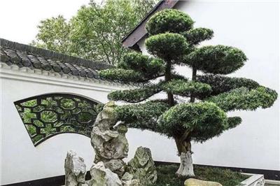 园林景观：苗木的价格直接由苗木观赏性、造型决定